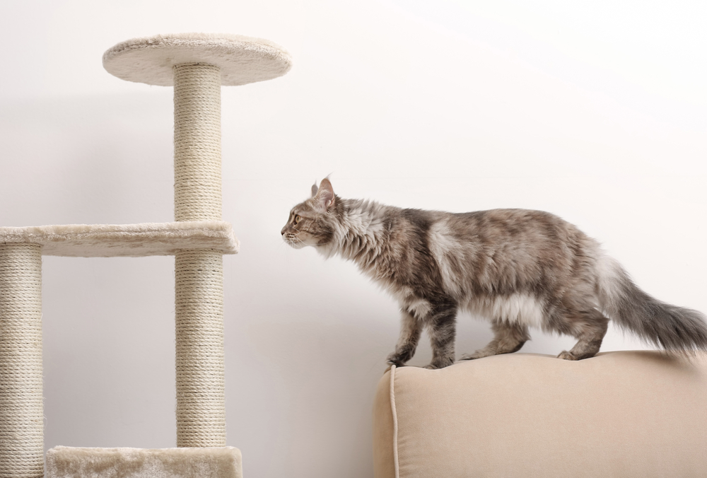 Schöne Maine Coon Katze auf Rücklehne eines Sofas, das neben Kratzbaum steht