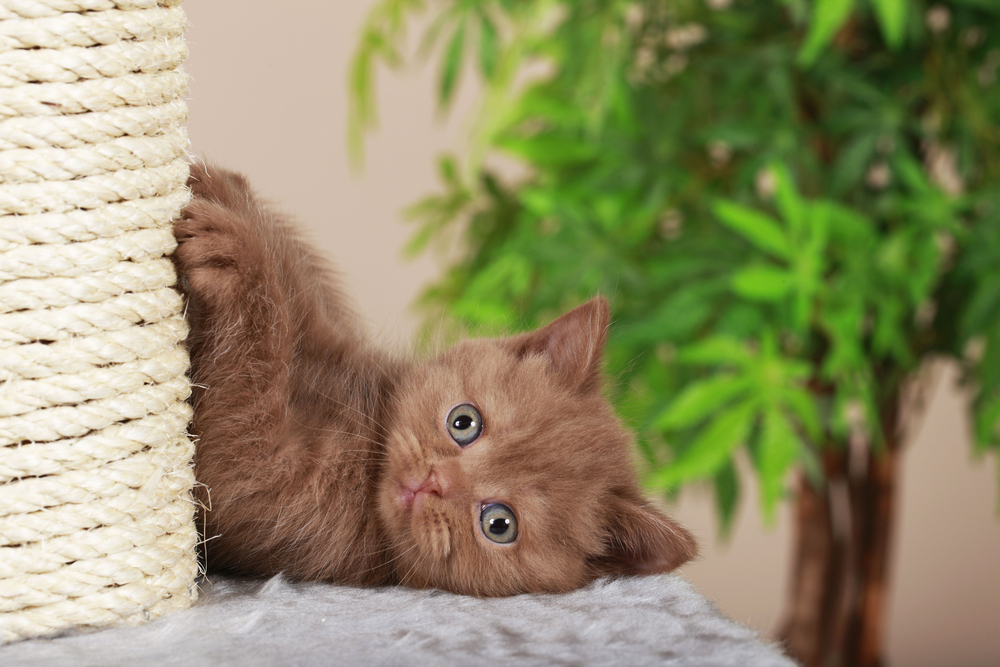Liegende junge Katze mit Pfoten an Kratzbaum