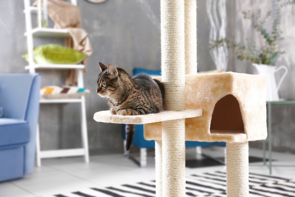 Katze, die auf einem Kratzbaum in einem modern eingerichteten Zimmer sitzt.