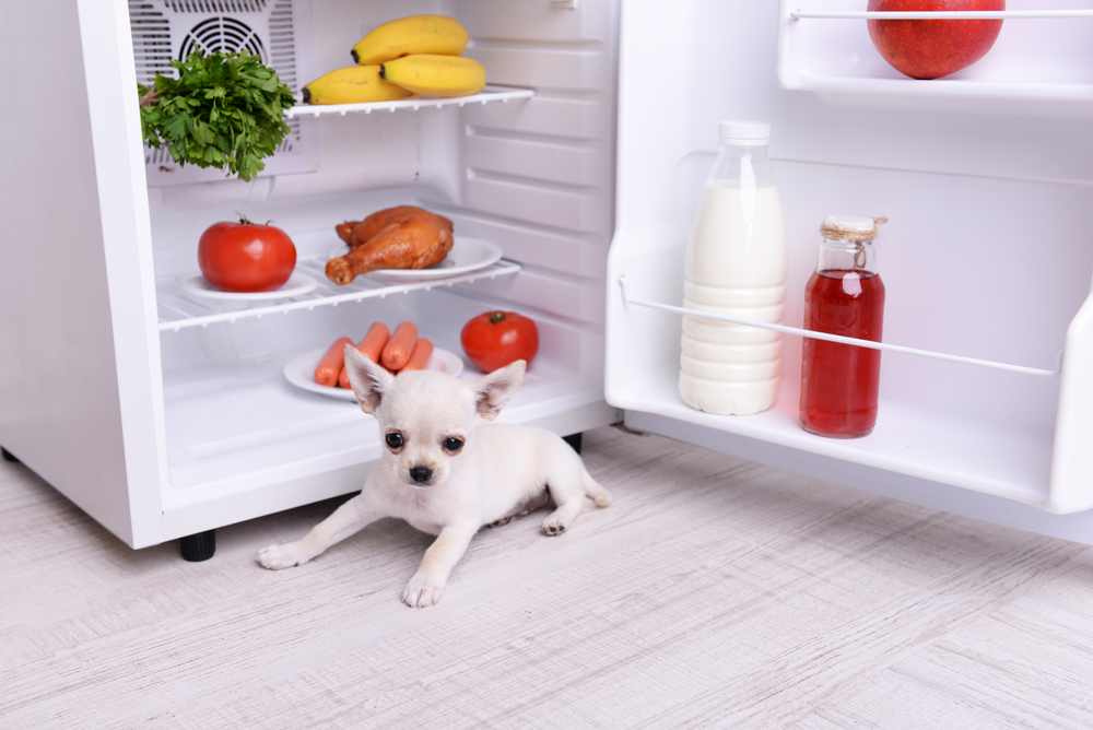 Weißer Chihuahua vor geöffnetem Kühlschrank