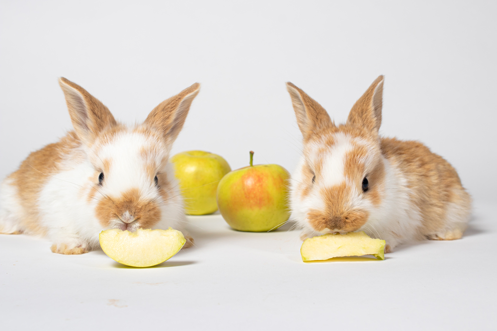 Zwei rot-weiße Kaninchen vor weißem Hintergrund, die an Apfelstücken knabbern.